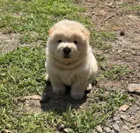 Cream Female, a female Chow Chow for sale in Columbia, SC – 2 of 3