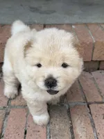 Cream Male, a male Chow Chow for sale in Columbia, SC – 2 of 4
