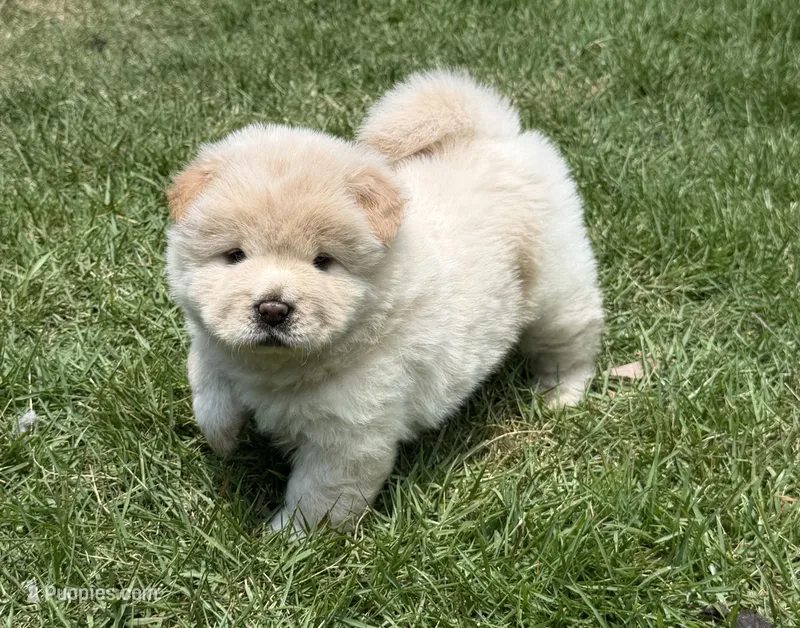 Cream Female – Chow Chow puppy for sale in Columbia, SC