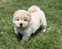 Cream Female, a female Chow Chow for sale in Columbia, SC – 1 of 3