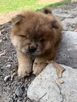 Cinnamon Male  , a male Chow Chow for sale in Columbia, SC – 1 of 3