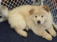 Cream Female, a female Chow Chow for sale in Columbia, SC – 5 of 5