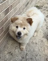 Cream Female, a female Chow Chow for sale in Columbia, SC – 4 of 5