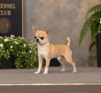 Blondie , a female Chihuahua for sale in Raleigh, NC – 3 of 4