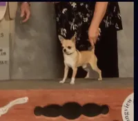 Blondie , a female Chihuahua for sale in Raleigh, NC – 4 of 4