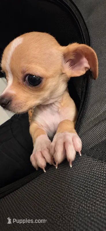 Blondie  – Chihuahua puppy for sale in Raleigh, NC