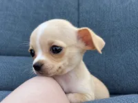 Blondie , a female Chihuahua for sale in Raleigh, NC – 1 of 4