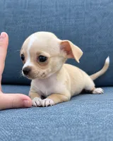 Blondie , a female Chihuahua for sale in Raleigh, NC – 2 of 4