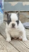 Meatball, a male French Bulldog for sale in Greeley, CO – 2 of 8