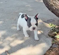 Meatball, a male French Bulldog for sale in Greeley, CO – 4 of 8