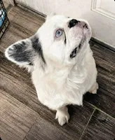 Meatball, a male French Bulldog for sale in Greeley, CO – 7 of 8