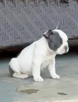 Meatball, a male French Bulldog for sale in Greeley, CO – 6 of 8