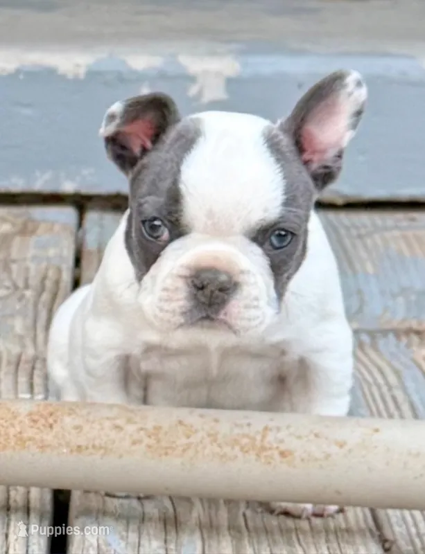 Meatball, a male French Bulldog for sale in Greeley, CO – 1 of 8