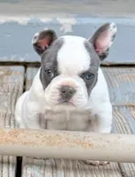 Meatball, a male French Bulldog for sale in Greeley, CO – 1 of 8