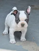 Meatball, a male French Bulldog for sale in Greeley, CO – 5 of 8