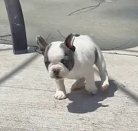 Meatball, a male French Bulldog for sale in Greeley, CO – 3 of 8