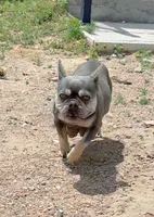Meatball, a male French Bulldog for sale in Greeley, CO – 8 of 8