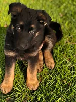 Owner will name, a female German Shepherd Dog for sale in Surry, VA – Photo 1 of 3