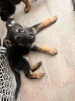 Owner will name, a female German Shepherd Dog for sale in Surry, VA – Photo 6 of 7