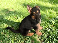 Owner will name, a female German Shepherd Dog for sale in Surry, VA – Photo 3 of 7