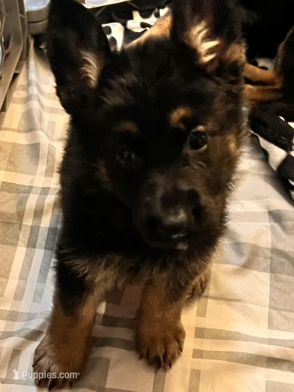 No Name/ The owner will name – German Shepherd Dog puppy for sale in Surry, VA