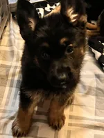 No Name/ The owner will name, a male German Shepherd Dog for sale in Surry, VA – Photo 1 of 3