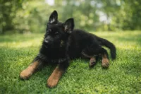 No Name/ The owner will name, a male German Shepherd Dog for sale in Surry, VA – Photo 2 of 3