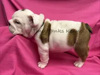 Tiger Lilly, a female English Bulldog for sale in Struble, IA – 3 of 8