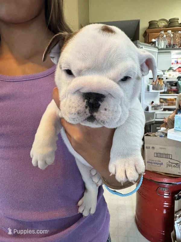 Tiger Lilly – English Bulldog puppy for sale in Struble, IA