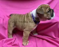 Wendy, a female English Bulldog for sale in Struble, IA – 3 of 6