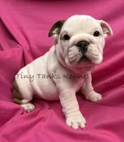 Tiger Lilly, a female English Bulldog for sale in Struble, IA – 2 of 8