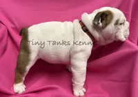 Tiger Lilly, a female English Bulldog for sale in Struble, IA – 5 of 8