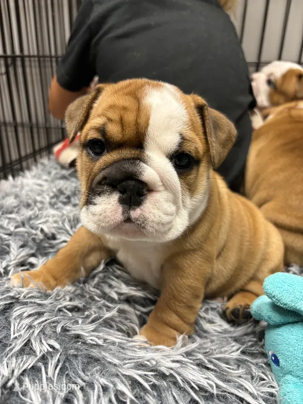 Wendy – English Bulldog puppy for sale in Struble, IA