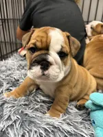 Wendy, a female English Bulldog for sale in Struble, IA – 1 of 6