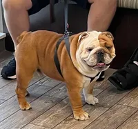 Wendy, a female English Bulldog for sale in Struble, IA – 5 of 6