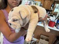 Tiger Lilly, a female English Bulldog for sale in Struble, IA – 8 of 8