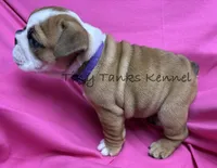 Wendy, a female English Bulldog for sale in Struble, IA – 4 of 6