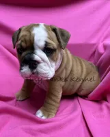Wendy, a female English Bulldog for sale in Struble, IA – 2 of 6