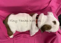 Tiger Lilly, a female English Bulldog for sale in Struble, IA – 4 of 8