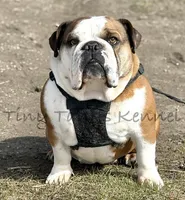 Wendy, a female English Bulldog for sale in Struble, IA – 6 of 6