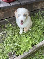 Marly, a male Australian Shepherd for sale in Madison, IN – 2 of 3