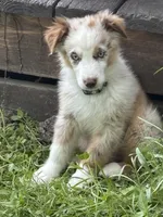 Marly, a male Australian Shepherd for sale in Madison, IN – 1 of 3
