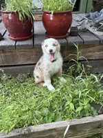 Marly, a male Australian Shepherd for sale in Madison, IN – 3 of 3