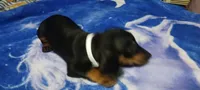 Mayham, a female Miniature Dachshund for sale in Staples, MN – 2 of 2