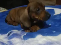 Diamond , a female Miniature Dachshund for sale in Staples, MN – 2 of 3