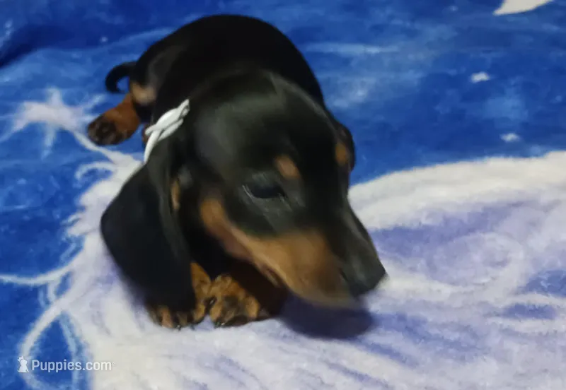 Mayham – Miniature Dachshund puppy for sale in Staples, MN