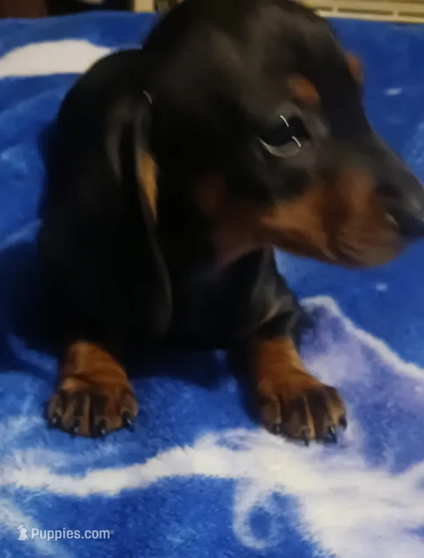 Jojo – Miniature Dachshund puppy for sale in Staples, MN