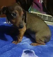 Lulu, a female Miniature Dachshund for sale in Staples, MN – 3 of 3