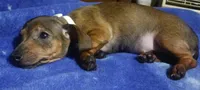 Lulu, a female Miniature Dachshund for sale in Staples, MN – 2 of 3