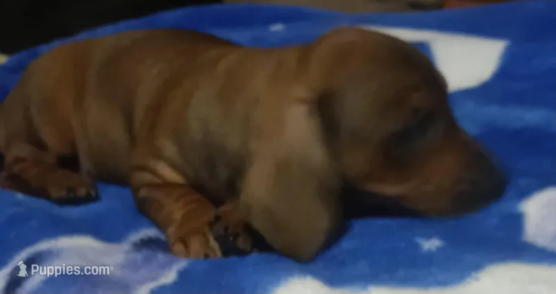 Diamond  – Miniature Dachshund puppy for sale in Staples, MN